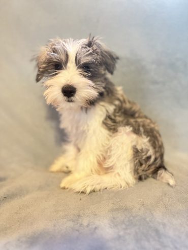 Miniature Schnauzer Puppies