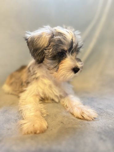 Miniature Schnauzer Puppies