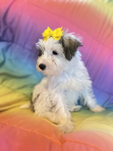 Miniature Schnauzer Puppies