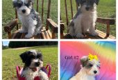 Miniature Schnauzer Puppies