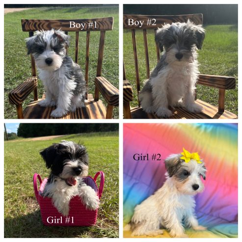 Miniature Schnauzer Puppies